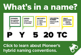 naming-banner-canola.jpg